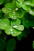 water droplets on clover 