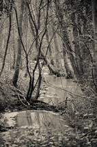 forest stream 