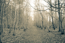 trees and path in a forest 