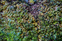 green barnacles 