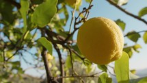 Calm And Joy Of Spring Reflected In A Lemon Tree
