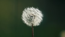Close Up Of A Dandelion Seed Head	