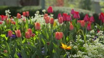 flower garden of tulips 