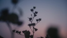 Silhouette Of A Flower At Sunset
