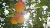 Sun Rays Lighting A Group Of Orange Fruits