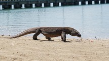 The views of the Archipelago of Komodo in Indonesia has been filmed in April 2023.
Varan are the biggest lizard in the world, directly coming from the dinosaurs ages.

The shots are taken with Sony A1 with SEL 2860 & Nauticam Housing and WACP1 underwater lens
Shot are native 8K30p in 422 10 Bits / edited with DaVinci Resolve