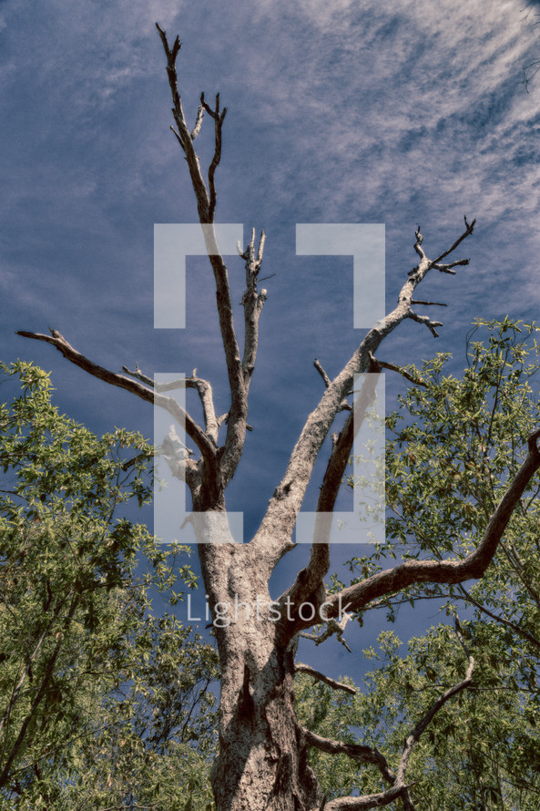 tree in the outback and blue sky 