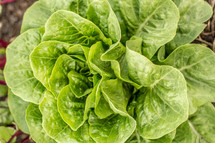 lettuce 