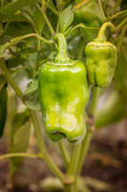 green pepper plant 