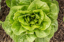 lettuce in a garden 