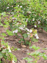 cotton plants in a field 