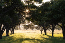 sunburst through trees outdoors 