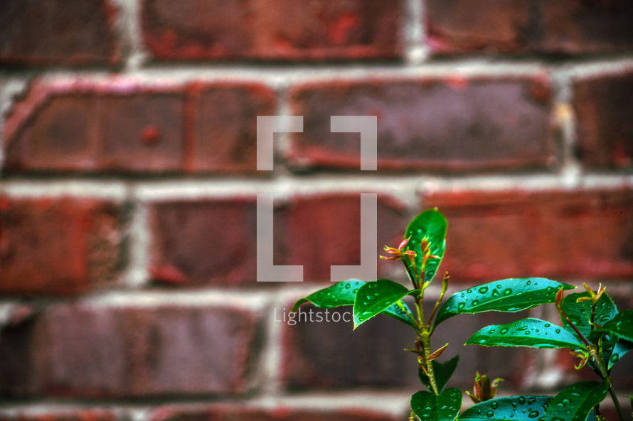 wet green leaves on a plant in the foreground and a red brick wall 