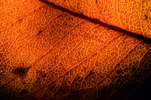 veins in a brown leaf 