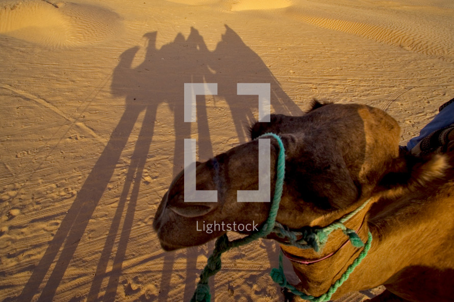 camel in the Sahara desert 