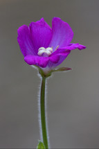 violet carnation on grey