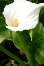 White lily.