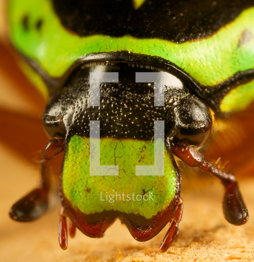 close-up of a green fiddler beetle