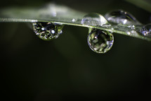 drops of water on a blade of grass
