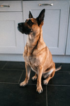 Brown German Shepherd dog, cute Belgian Malinois cross breed hound