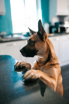 Brown German Shepherd dog, cute Belgian Malinois cross breed hound