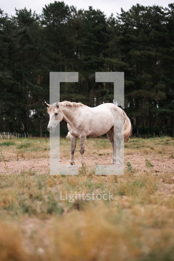 White horse standing in a field, equestrian woodland photo