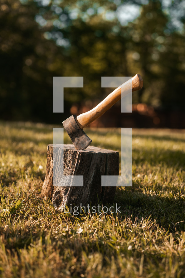 Axe in a tree stump, log cutting lumberjack tools