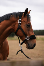 Brown horse wearing a head collar, stallion mare pony equestrian photo