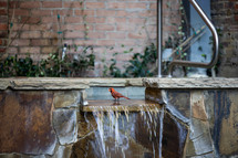 Cardinal standing in water fall.