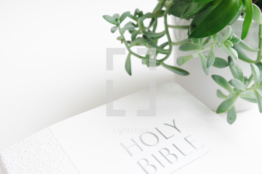 Bible and plant on white background