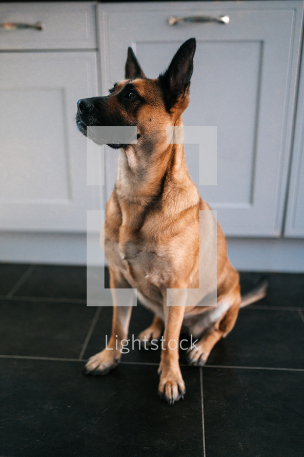 Brown German Shepherd dog, cute Belgian Malinois cross breed hound