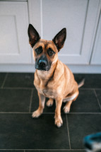 Brown German Shepherd dog, cute Belgian Malinois cross breed hound