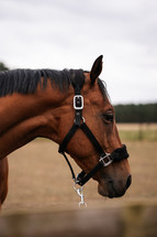 Brown horse wearing a head collar, stallion mare pony equestrian photo