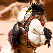 desert camel 