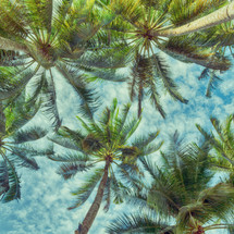 Palm trees in the tropics 