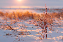 winter sunset and tall grasses 