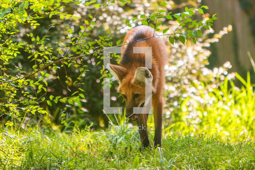A red fox hunting in the grass