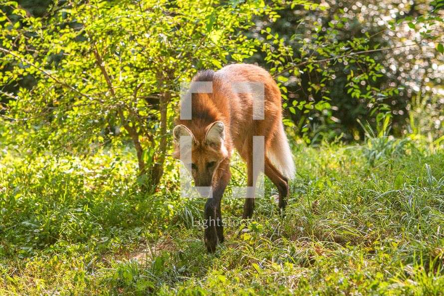 A red fox walking through the grass