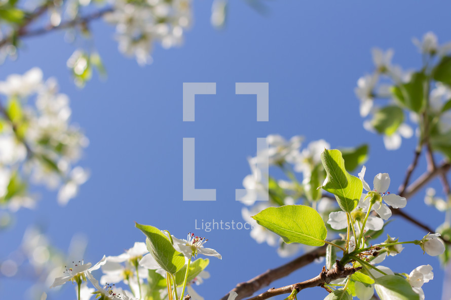 pear blossoms against a blue sky 