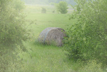 hay balls in an overgrown field 