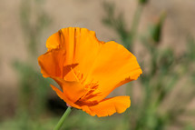 orange California poppy 