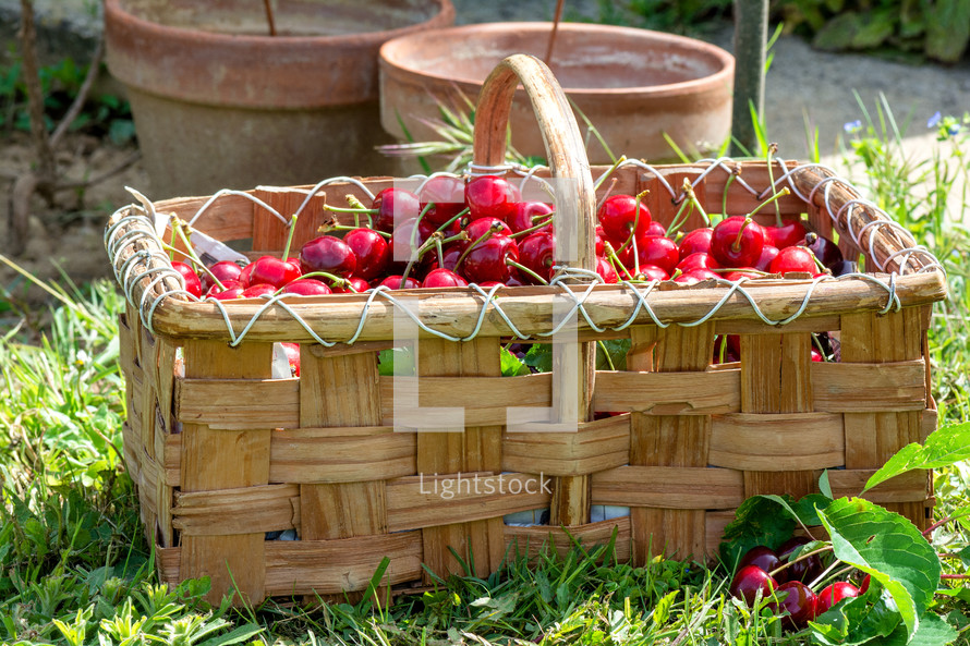 cherries in a basket 