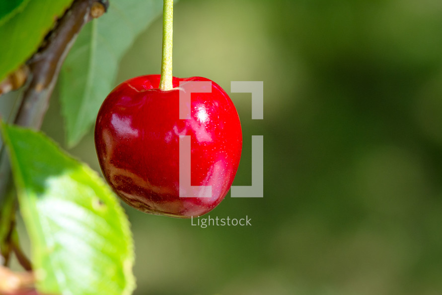 red cherry 