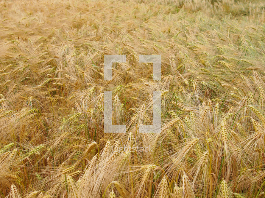 Barley corn field