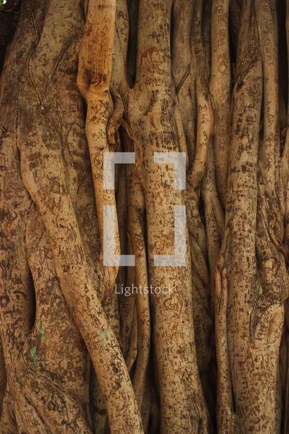 initials carved into a tree trunk 