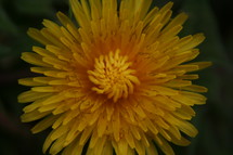 yellow dandelion closeup 