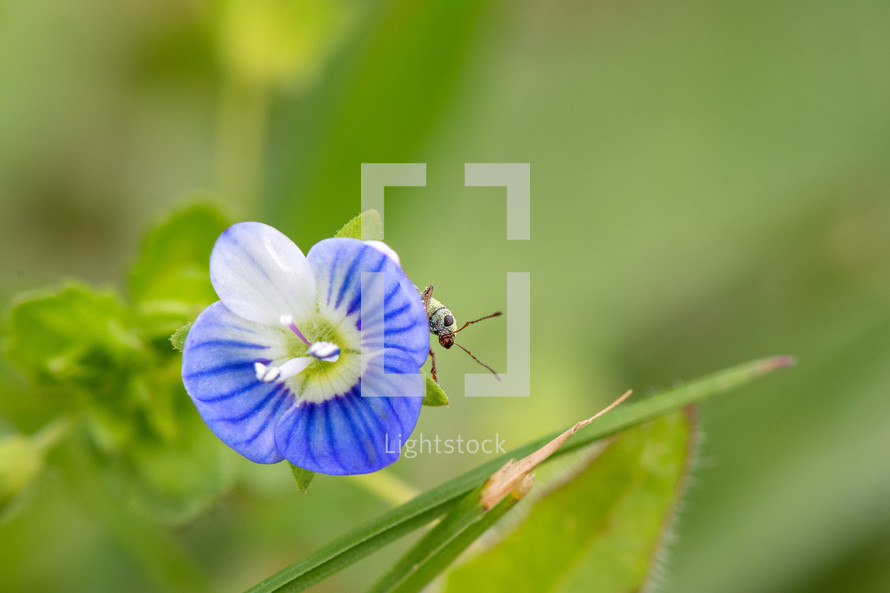 beetle on a blue flower 