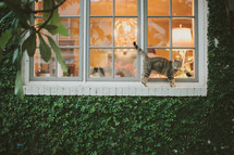 Cat in a window sill.