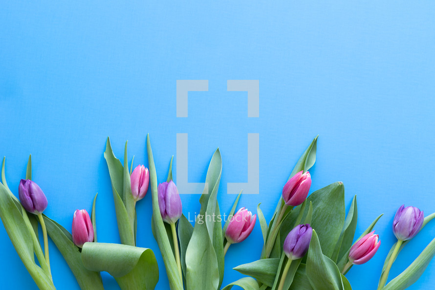 tulips on a blue background 