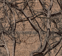 dead vines on a stone wall 